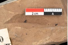 Foto (Detailansicht) von Pinus leuce Unger (NHMW-GEO-2024-0188-0300)